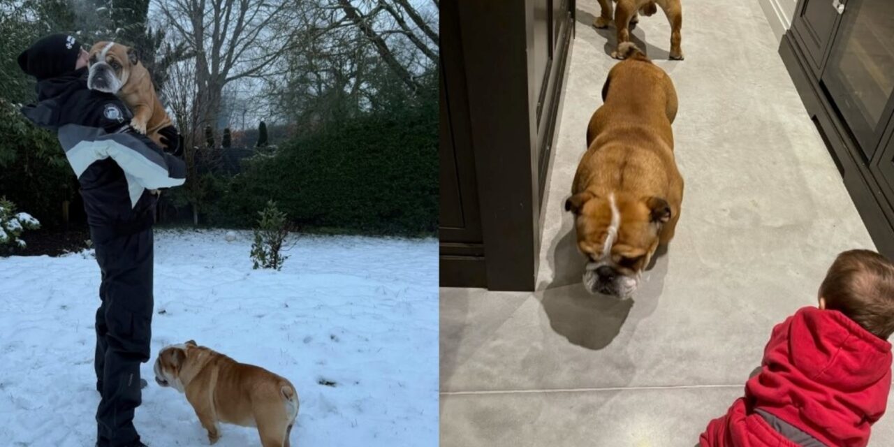Alejandro Garnacho le dio un regalo inolvidable a la hincha del Manchester United que encontró a sus perros perdidos