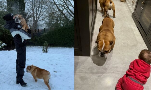 Alejandro Garnacho le dio un regalo inolvidable a la hincha del Manchester United que encontró a sus perros perdidos