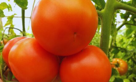 Investigación y desarrollo en el desafío por recuperar el sabor del tomate