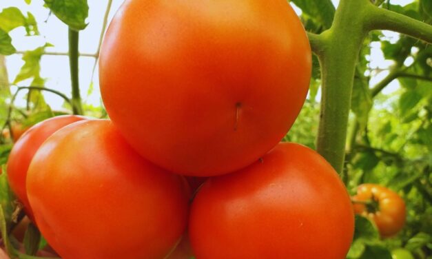 Investigación y desarrollo en el desafío por recuperar el sabor del tomate