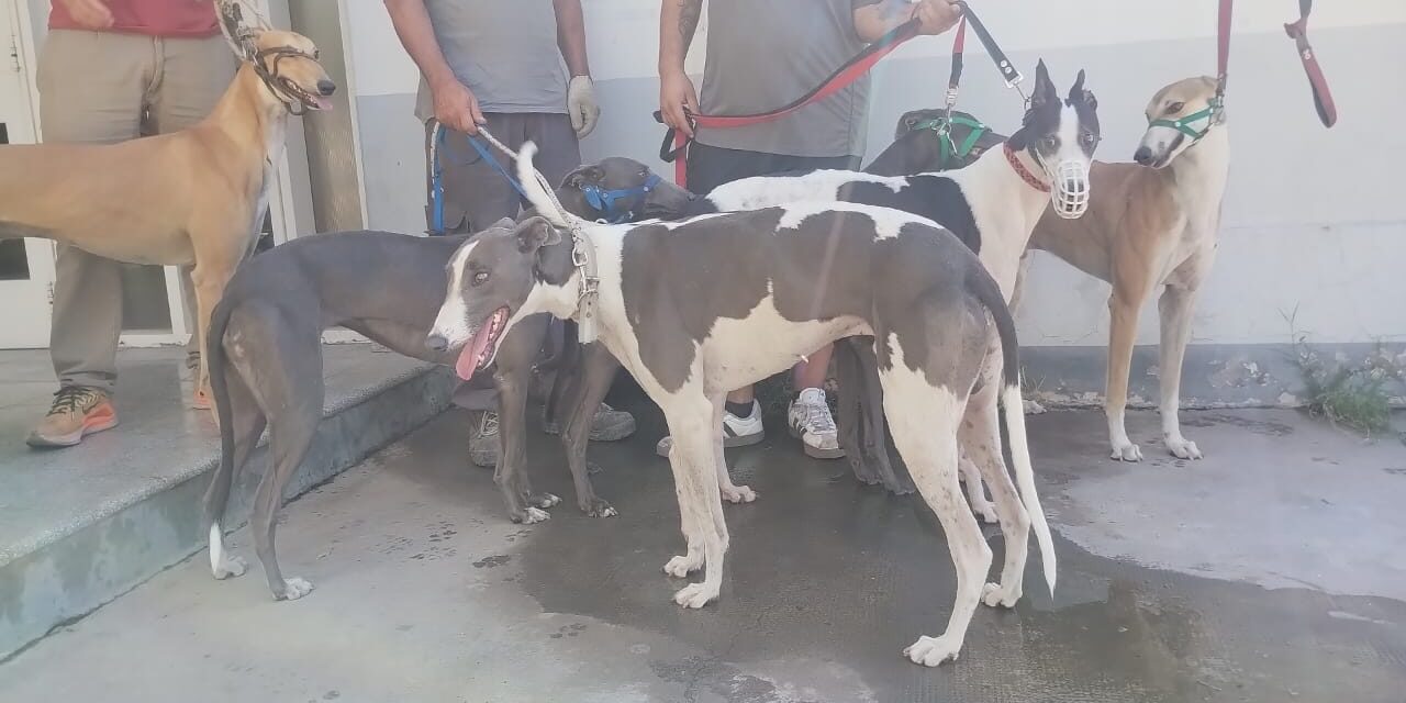 Desarticulan carrera clandestina de galgos en 9 de Julio