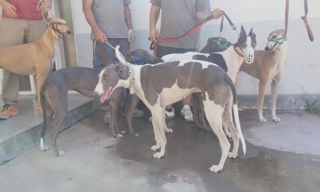 Desarticulan carrera clandestina de galgos en 9 de Julio