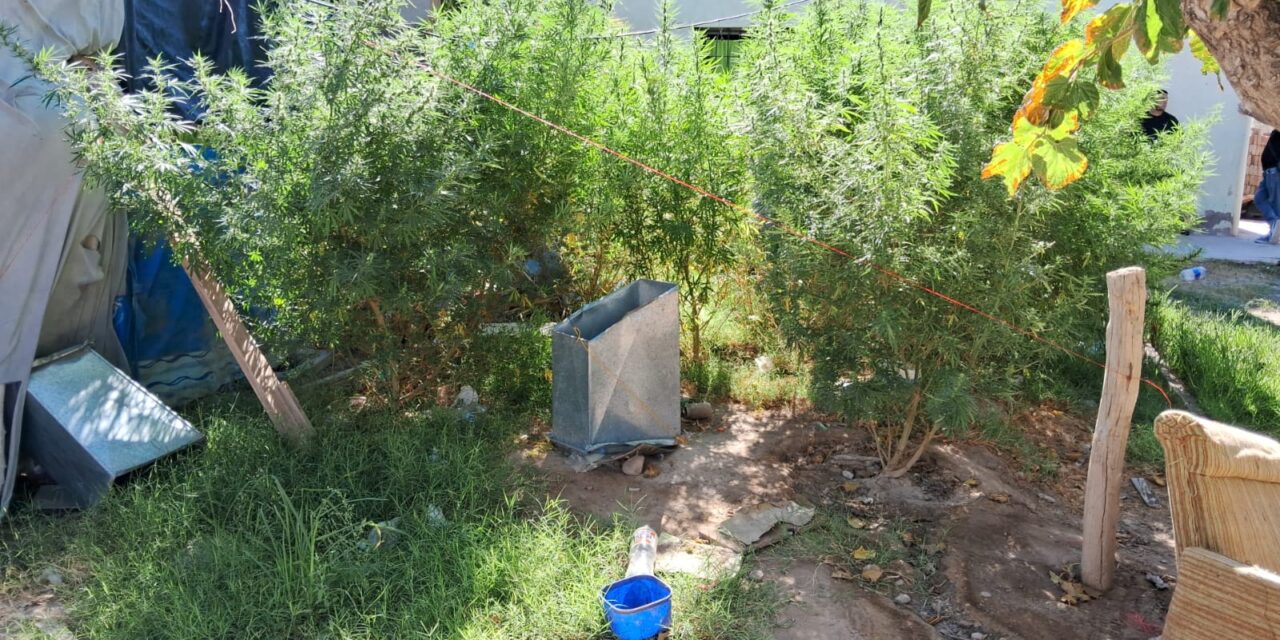 De un allanamiento por robo a un inesperado hallazgo de marihuana en Rivadavia