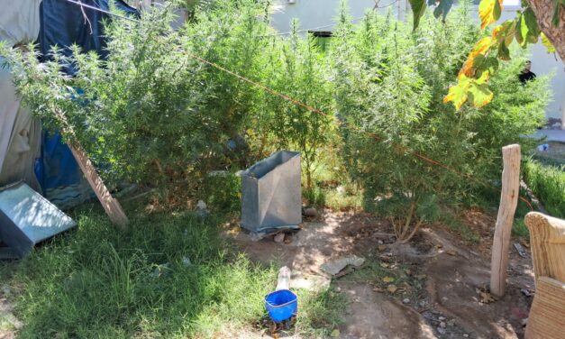 De un allanamiento por robo a un inesperado hallazgo de marihuana en Rivadavia