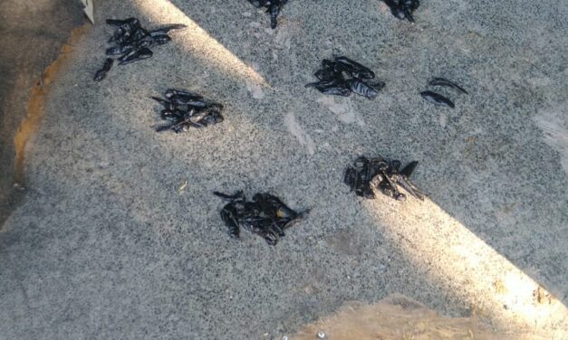 Operativo policial en Chimbas: un hombre detenido con 72 envoltorios de cocaina