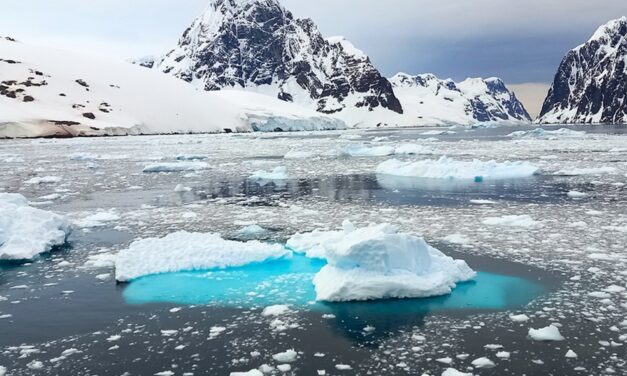 Descubren una especie ancestral que sobrevivió en glaciares y apareció en la Antártida