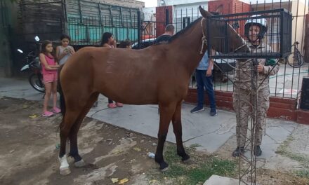 Tres niños fueron sorprendidos mientras robaban tres caballos