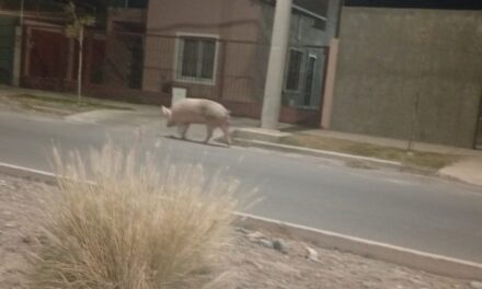 Insólito: Se escapó una chancha en el B° Natania 65