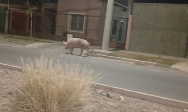 Insólito: Se escapó una chancha en el B° Natania 65