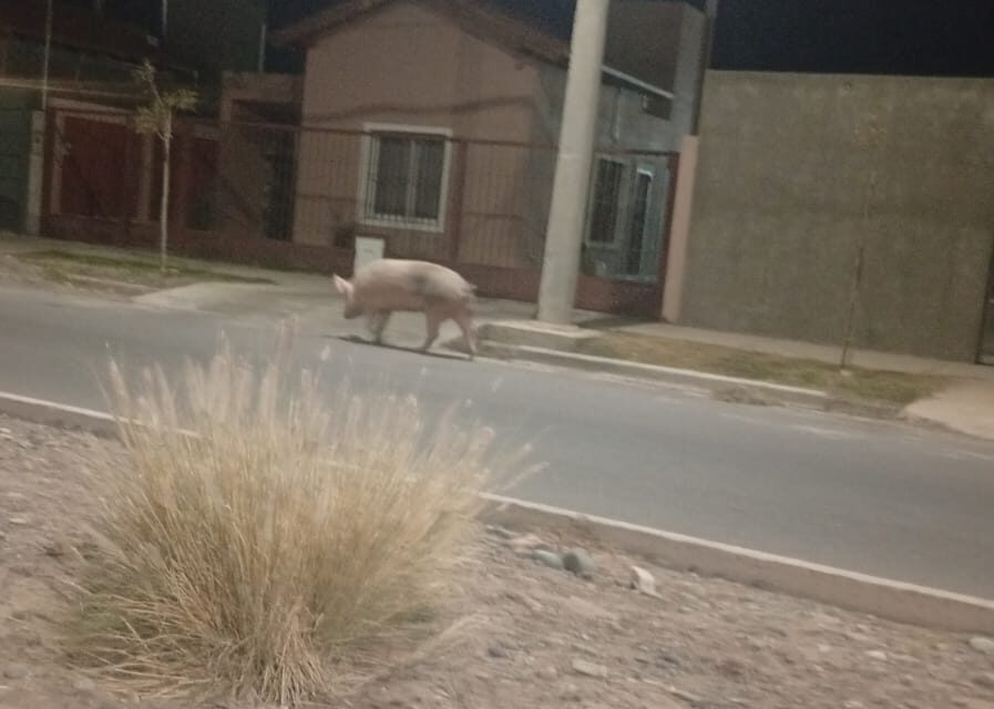 Insólito: Se escapó una chancha en el B° Natania 65