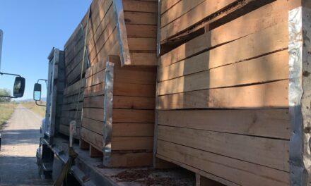 CAUCETE: «Cayeron con las manos en las pasas, los atraparon robando en plena calle»