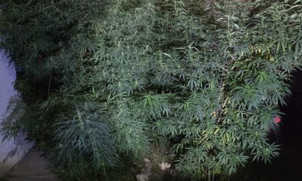 Hallazgo de cultivo de marihuana en Chimbas: Importante operativo policial en el Barrio Santa María