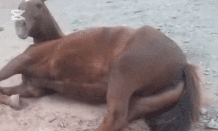 Crueldad en la ruta: Dejaron a un caballo gravemente herido tras caer de un camión