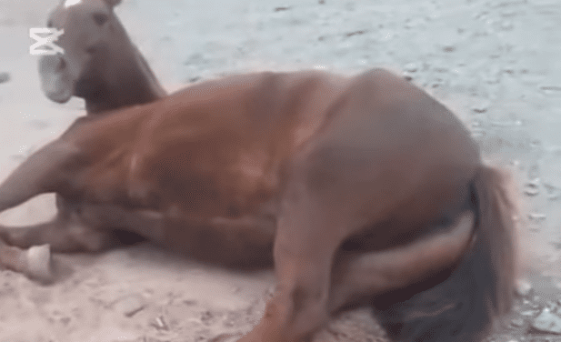 Crueldad en la ruta: Dejaron a un caballo gravemente herido tras caer de un camión