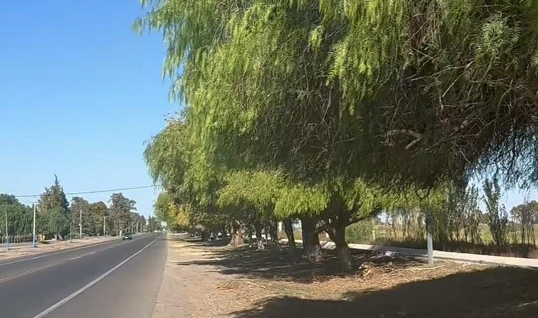 9 de Julio avanza con una limpieza integral de la Ruta Nacional N°20