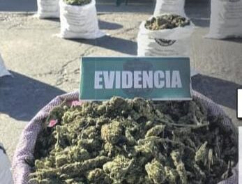 Histórico hallazgo en la cordillera: descubren 9.400 plantas de marihuana en el Valle de Elqui, cerca del límite con Argentina
