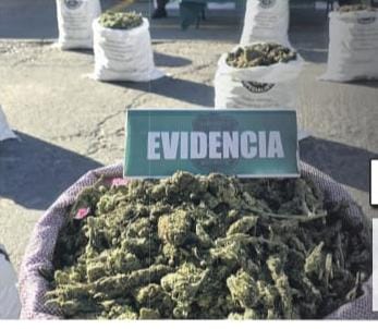 Histórico hallazgo en la cordillera: descubren 9.400 plantas de marihuana en el Valle de Elqui, cerca del límite con Argentina