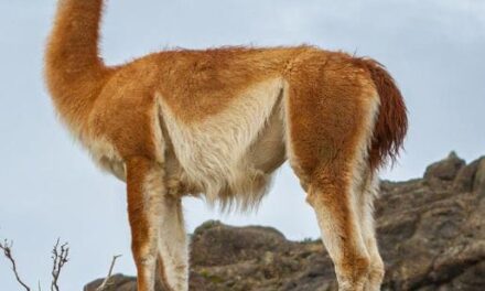 Ischigualasto y la importancia de proteger su fauna en el Día del Animal