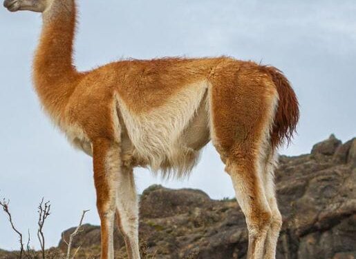 Ischigualasto y la importancia de proteger su fauna en el Día del Animal