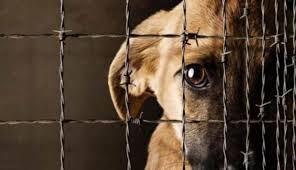 Proteccionistas sanjuaninos se movilizan contra el maltrato animal