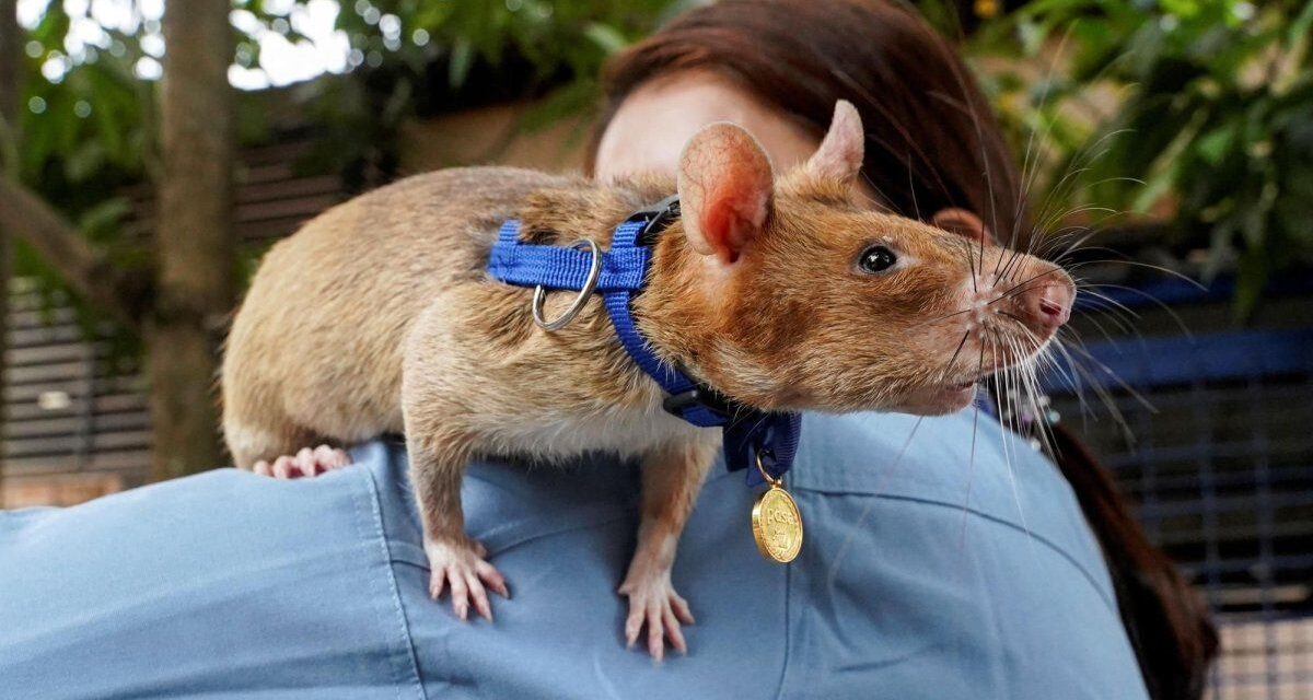 Un ratón estableció el nuevo récord mundial de detección de minas