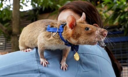 Un ratón estableció el nuevo récord mundial de detección de minas