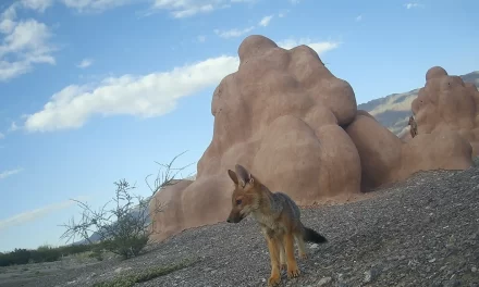 Innovadora alianza entre ciencia y arte en San Juan: Un santuario escultórico para la fauna
