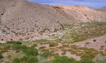 Descubren un nuevo bosque nativo en San Juan