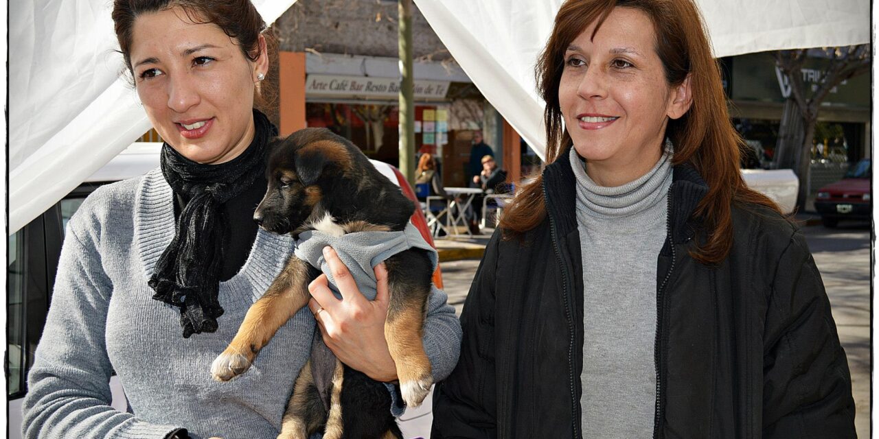 Rescataron a una perrita brutalmente maltratada: Ya está a salvo y podría ser adoptada