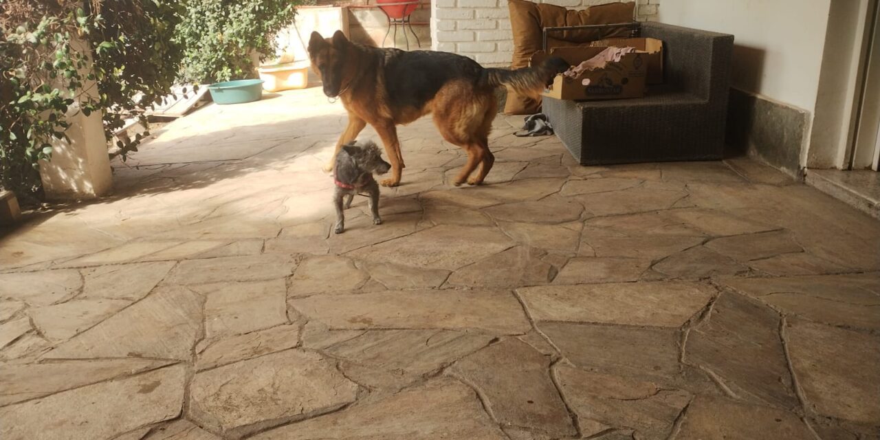 <div class="volanta-custom" style="
                color: #444;
                font-size: 0.8rem;
                font-weight: 600;
                line-height: 1.1;
                margin-bottom: 6px;
                text-transform: uppercase;
                letter-spacing: 0.3px;
                text-align: left;
            ">Organizaciones Proteccionistas</div><div class="post-title-custom" style="text-align: left;">Repudio frente a la Legislatura por el caso de maltrato animal: Abra marcha el jueves</div>