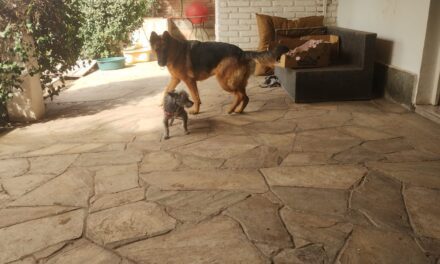 <div class="volanta-custom" style="
                color: #444;
                font-size: 0.8rem;
                font-weight: 600;
                line-height: 1.1;
                margin-bottom: 6px;
                text-transform: uppercase;
                letter-spacing: 0.3px;
                text-align: left;
            ">Organizaciones Proteccionistas</div><div class="post-title-custom" style="text-align: left;">Repudio frente a la Legislatura por el caso de maltrato animal: Abra marcha el jueves</div>