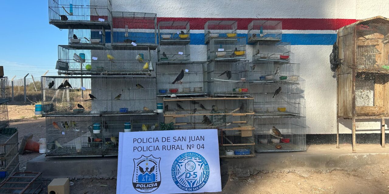Cayeron con más de 100 aves en cautiverio