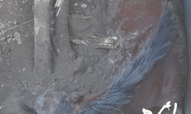 Caucete: Rescatan a potrillo caído en una cámara séptica