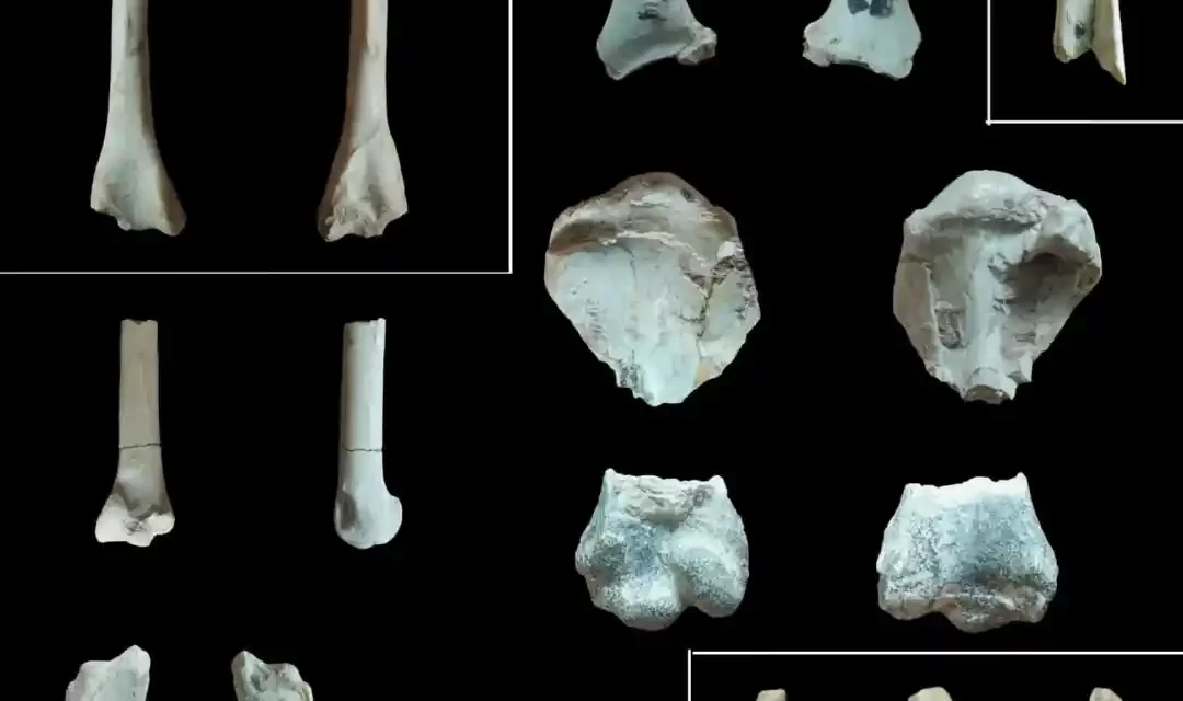 San Juan revela sus secretos: Aves prehistóricas emergen tras 7 millones de años