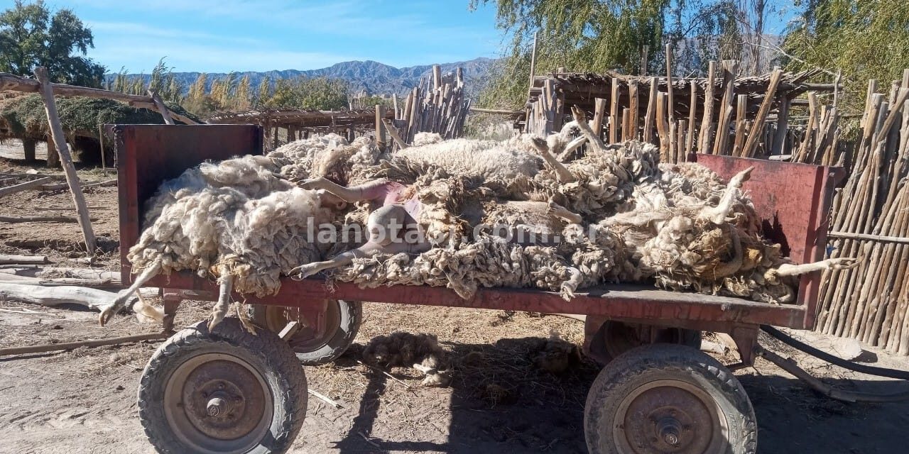 Grave ataque de una jauría en Hilario, Calingasta: Vecinos denuncian la falta de respuestas de las autoridades