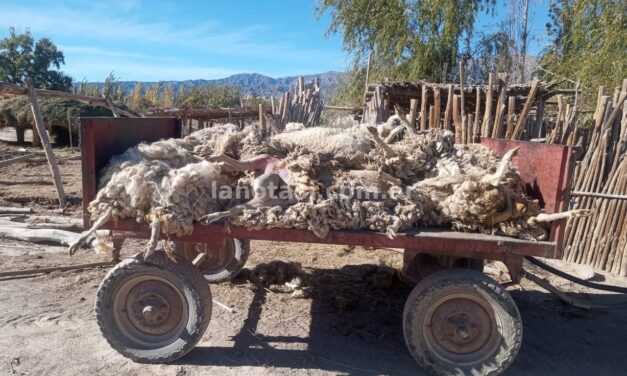 Grave ataque de una jauría en Hilario, Calingasta: Vecinos denuncian la falta de respuestas de las autoridades
