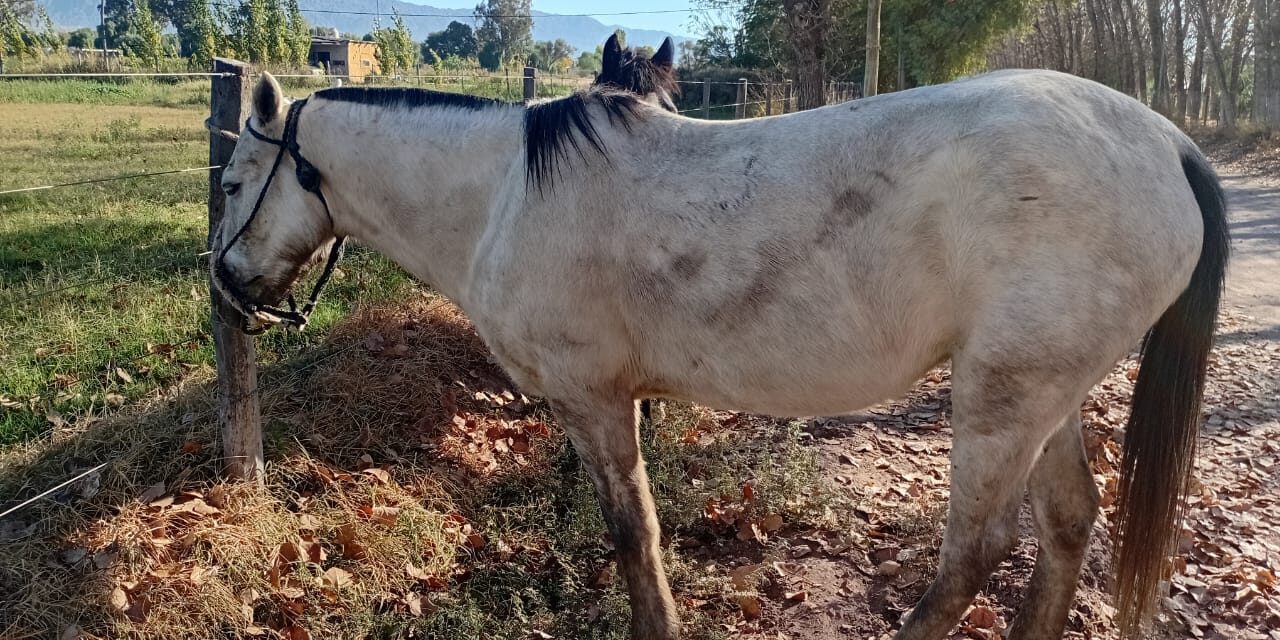 Operativo por animales en ruta: 7 secuestros