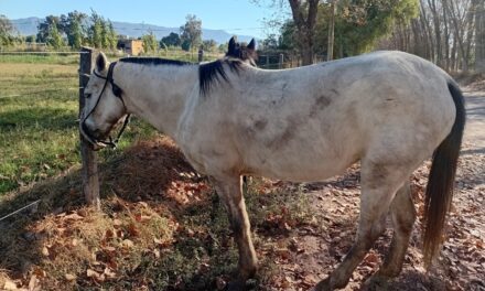 Operativo por animales en ruta: 7 secuestros