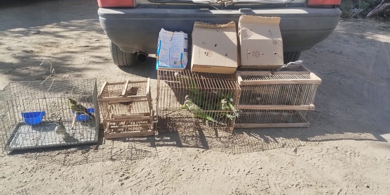 Sorprenden a dos personas trasladando aves silvestres de manera ilegal en Santa Lucía