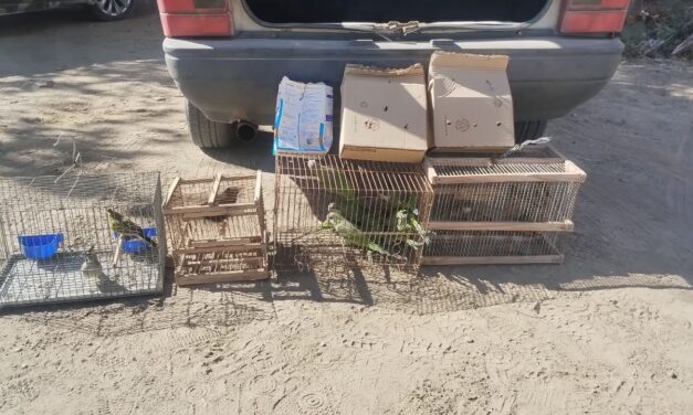 Sorprenden a dos personas trasladando aves silvestres de manera ilegal en Santa Lucía