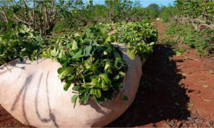 La cosecha de yerba mate cayó a mínimos históricos y los productores advierten por el colapso del sector