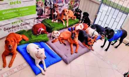 San Juan quiere implementar un protocolo contra el maltrato animal