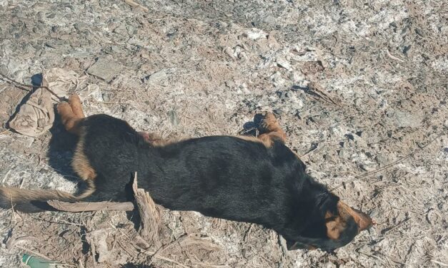 Brutal caso de crueldad animal en San Juan: Hallaron a un perro ahorcado, mutilado y apuñalado