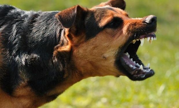 Un niño con autismo fue gravemente herido por un perro de su hogar