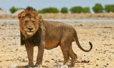 Un león mató a un turista en un safari de lujo en Namibia