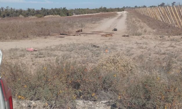 Investigan la faena clandestina de dos caballos en Angaco