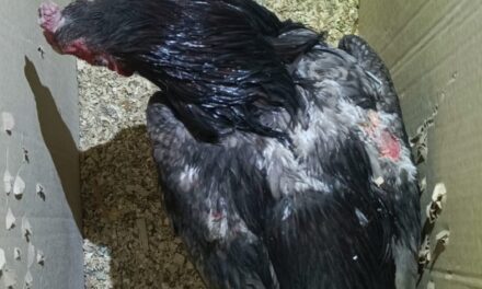 Dos hombres detenidos por transportar gallos para riñas