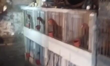 Secuestran gallos usados en peleas clandestinas