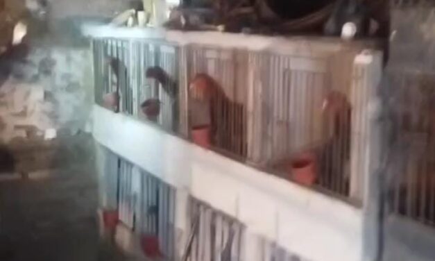 Secuestran gallos usados en peleas clandestinas
