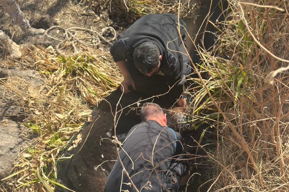 Milagroso rescate: Salvaron a un caballo atrapado en un canal en Rodeo